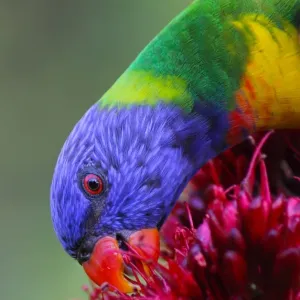 Rainbow Lorikeet on flower