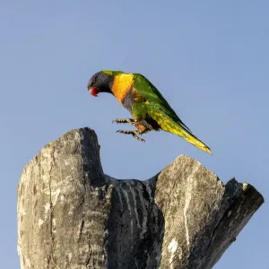 Lorikeeta Arcoíris saltando sobre un tronco de árbol.