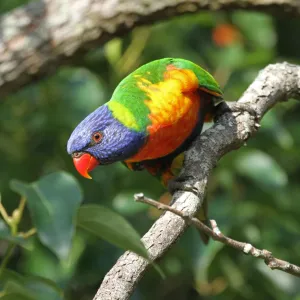 Rainbow lorikeet perching on tree branch