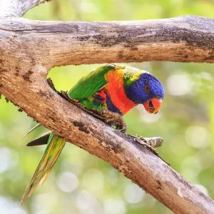 Rainbow Lorikeet On Tree