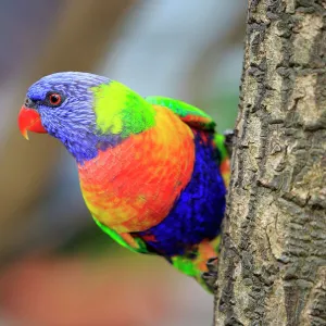 Rainbow Lorikeet, (Trichoglossus haematodus)