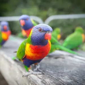 Rainbow Lorikeet (Trichoglossus Haematodus)