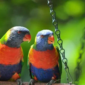 Rainbow lorikeets