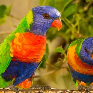 Rainbow lorikeets