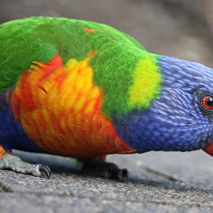 Rainbow parrot