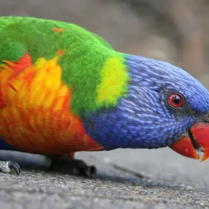 Rainbow parrot