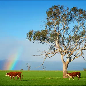 A rainbow on pastural land near Deloraine, northern Tasmania