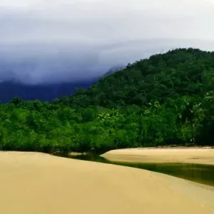 Rainforest Rainforest