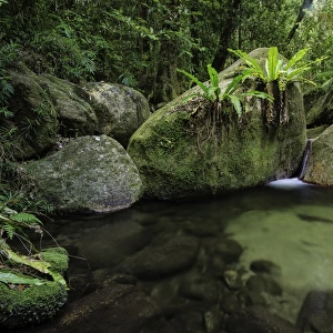 Rainforest Billabong