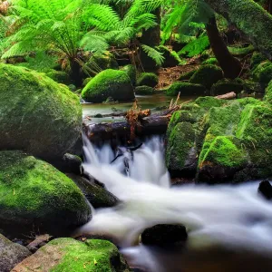 Rainforest and cascading stream