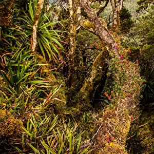Rainforest at Goon Moor in Eastern Arthur Range, Southwest Tasmania