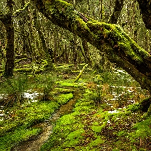Rainforest at Overland Track, Tasmania
