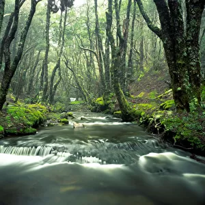 Rainforest stream lined with Myrtles (Nothofagus cunninghamii)
