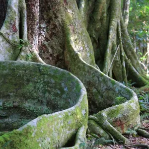 Rainforest Tree Print with Buttress Roots