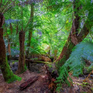 Rainforest and wilderness in the Tarkine area of western Tasmania Rainforest and wilderness in the Tarkine area of western Tasmania