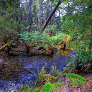 Rainforest and wilderness in the Tarkine area of western Tasmania Rainforest and wilderness in the Tarkine area of western Tasmania