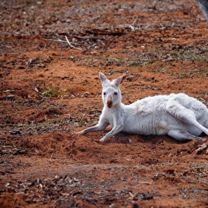 A Rare Albino Kangaroo in Australia Outback
