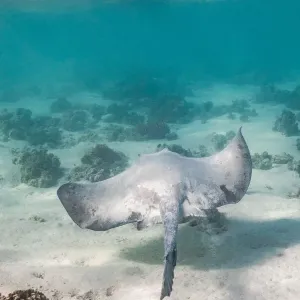 Rayos del Gran Arrecife de Coral.