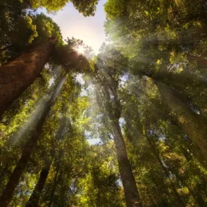 Rays of light shining through forest canopy