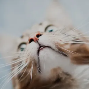 Real Purdy Mouth