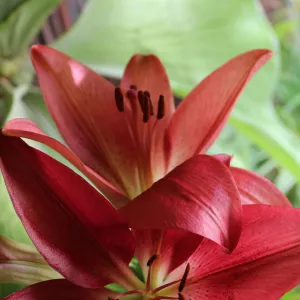 Red Amaryllis Flower