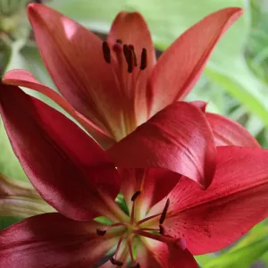 A Red Amaryllis Print A Red Amaryllis Print