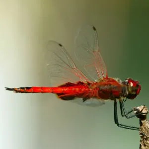 Red Baron Dragonfly Print, Urothemis aliena Libellulidae Red Baron Dragonfly Print, Urothemis aliena Libellulidae