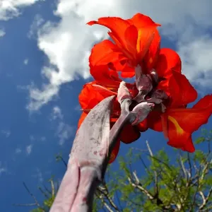 Red beauty meets sky