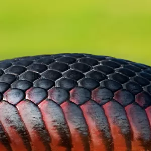 Red Belly Black snake skin on green background