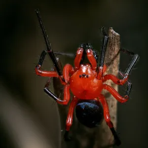 Red and Black Nicodamidae spider