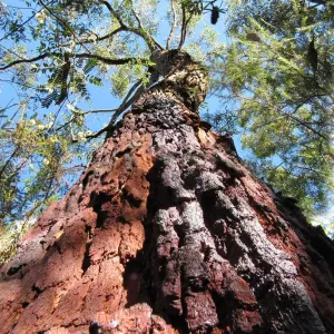 Red Bloodwood Print - Manly Dam Trees