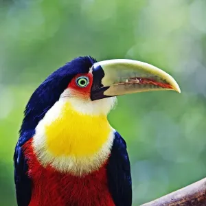 Red Breasted Toucan, Iguacu falls, Brazil