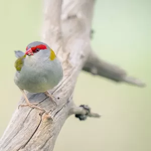 Red-browed finch (Neochmia temporalis) perched on branch
