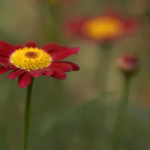 Les marguerites rouges avec des reflets.