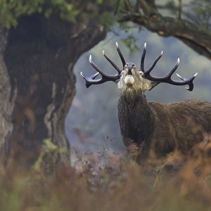 Red Deer Stag bellows between a natural tree frame