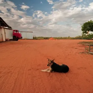 Red Dirt Dog - Broome WA Red Dirt Dog - Broome WA
