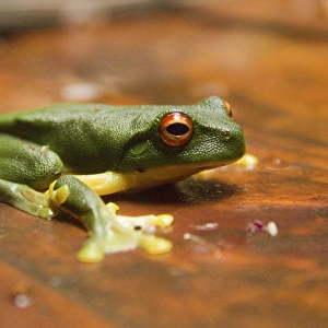 Red Eyed Green tree Frog