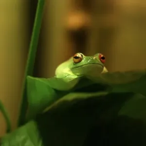 Red eyed Tree Frog Red eyed Tree Frog