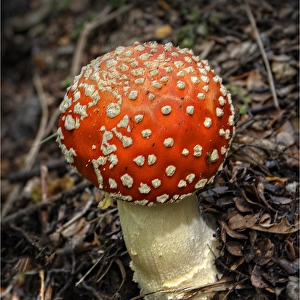 Red Fly Agaric, South Island, New Zealand