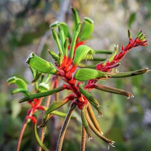 Red and green kangaroo paw Red and green kangaroo paw