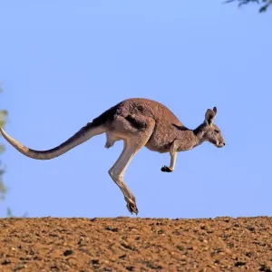 Red kangaroo Red kangaroo