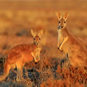 Red kangaroo Red kangaroo