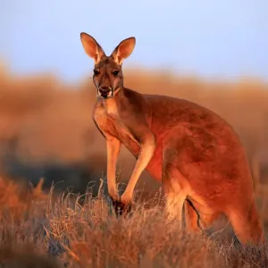 Red kangaroo Red kangaroo