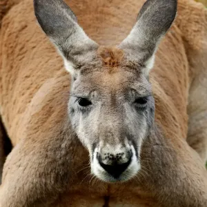 Canguro Rosso a Fuoco Chiaro Canguro Rosso a Fuoco Chiaro