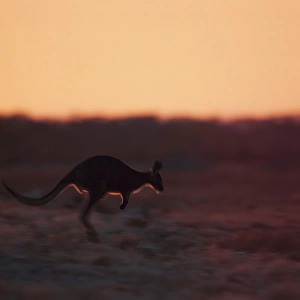 Red Kangaroo Jumping
