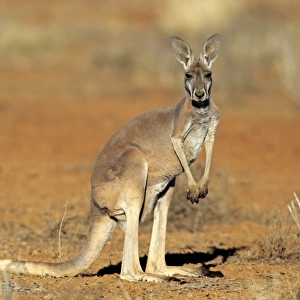 Red Kangaroo -Macropus rufus-, adult, Sturt National Park, New South Wales, Australia