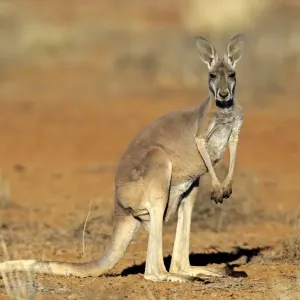 Canguro rosso -Macropus rufus-, adulto, Parco nazionale Sturt, Nuovo Galles del Sud, Australia. Canguro rosso -Macropus rufus-, adulto, Parco nazionale Sturt, Nuovo Galles del Sud, Australia.