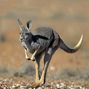 Red Kangaroo -Macropus rufus-, adult female, jumping, Sturt National Park, New South Wales, Australia
