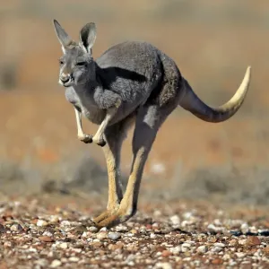 Canguro rosso -Macropus rufus-, femmina adulta, che salta, Parco nazionale Sturt, Nuovo Galles del Sud, Australia. Canguro rosso -Macropus rufus-, femmina adulta, che salta, Parco nazionale Sturt, Nuovo Galles del Sud, Australia.