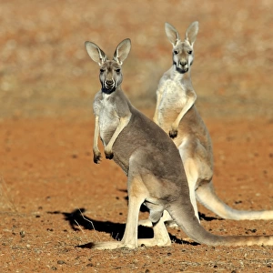 Red Kangaroo -Macropus rufus-, two adult females, Sturt National Park, New South Wales, Australia
